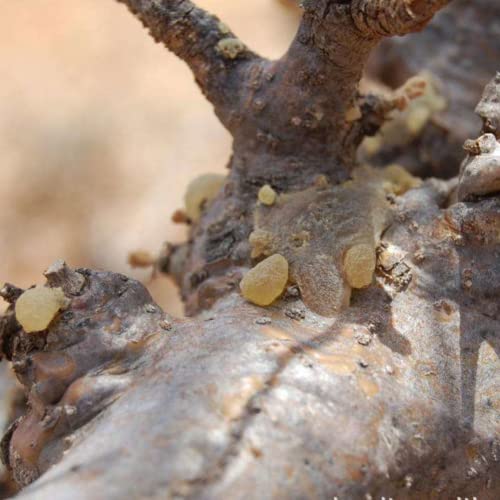 Mamilo Mastique Natural Premium Resina Frankincense Mastique Boswellia Mastic Olibanum Ruxiang. (500