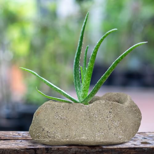 12.5 in. x 6.75 in. Volcanic Rock Planter in Volcanic Ash Dark Finish