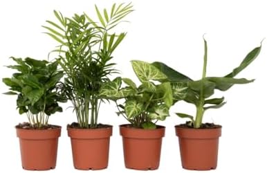 Plant in a Box - Plantes ...