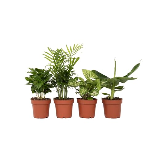 Plant in a Box - Plantes ...