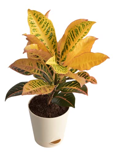 InGreen Croton Indoor Live Plant||Gold Dust|| Pack Of 1. (B09FHXDSXR) Amazon Price History, Amazon Price Tracker