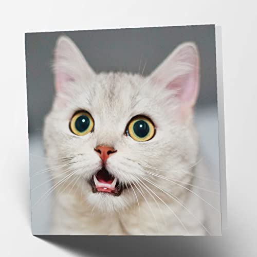 Tarjeta de felicitación de cumpleaños cuadrada en blanco con diseño de gato Cover