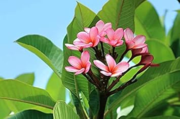 THE PLANTS HUB Plumeria Dwarf Champa Frangipani Pink Live Natural Plant (Pot Included) with 2 Inches Coco Peat Disc with pot - image, photos