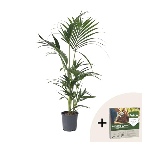 Plant in a Box - Kentia Palmier - Pokon - Howea Forsteriana - Plante verte interieur vivante - Purifiante - Pot 18cm - Hauteur 90-100cm