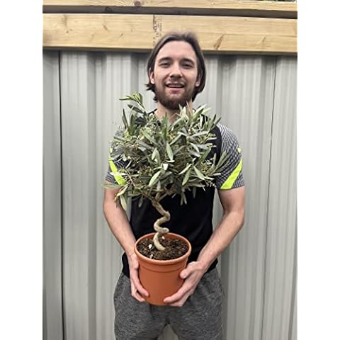 Hardy Evergreen Twisted Stem Olive Tree Cover