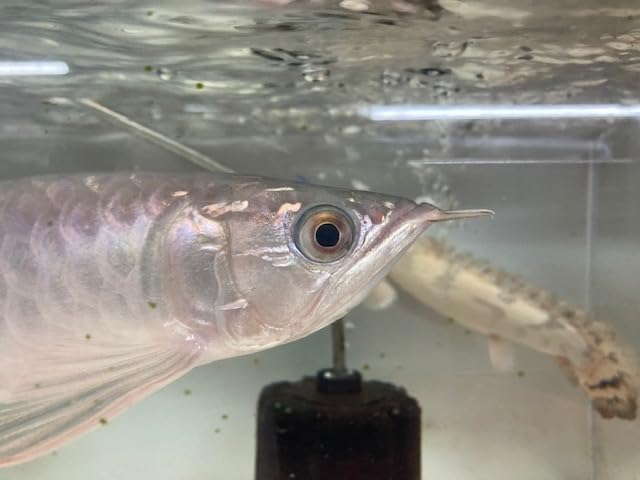 最終価格ゴライアスアトリバネアゲハ♂♀標本☆ヤーペン島産☆巨大ペア