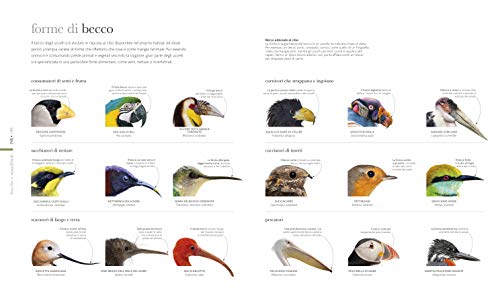 Fauna. Il Regno Animale Visto Da Vicino. Ediz. Illustrata - 8