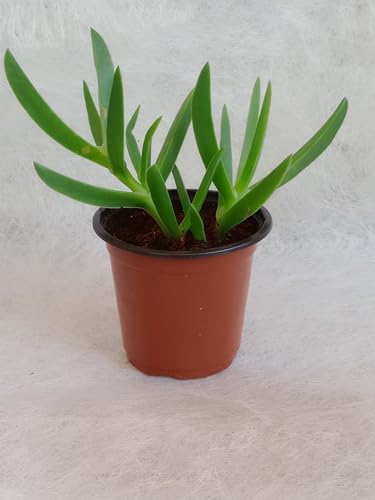Carpobrotus edulis - Fico di Mare - Unghie di Strega - Fico degli Ottentotti