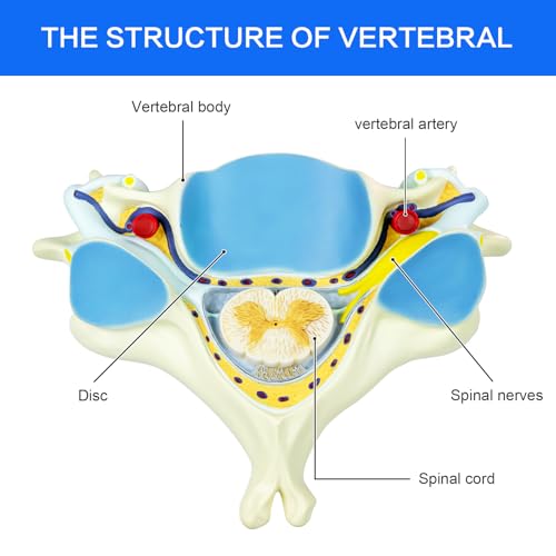 Image of EVOTECH SCIENTIFIC Enlarged Human Fifth Section Cervical Vertebra Anatomical Model with Spinal Cord, 7X Enlarged Transection Cervical Vertebra Model for Medical Learning Research Education Display