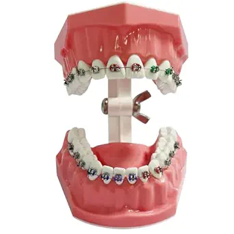 Orthodontic Dental Model with Brackets for Educational Demonstration - Silicone Teeth Typodont with Braces, Anatomic Teaching Tool - Dental Care Training Device for Students and Patients