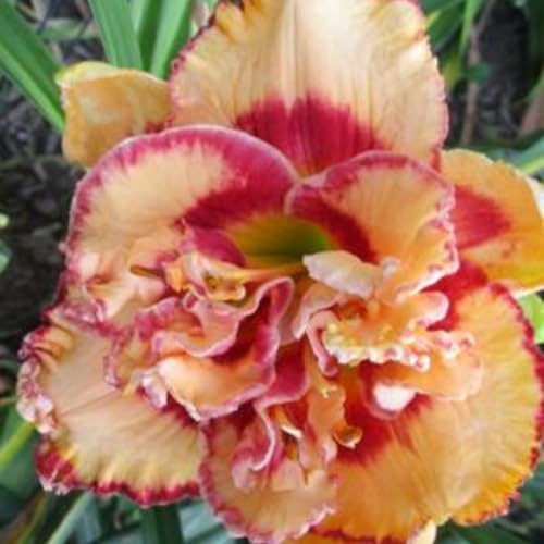 Resistente- -Decoración paisajística para terraza y jardín- Hemerocallis de raíz vertical - - /【CXXFGFT】.-3 bulbos-D