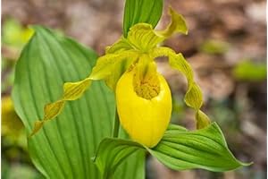 "Lady Slipper" Yellow Orchid Flower Seeds (100 Seeds/Pack)