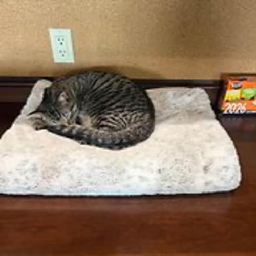 Episode 3087 - The Scott Adams School 02/04/26