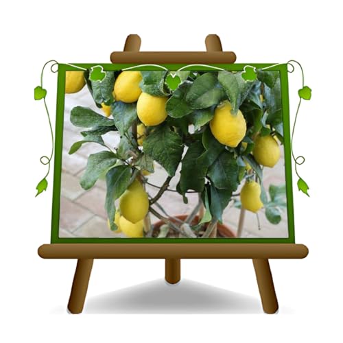 EURO PLANTS VIVAI Agrumes Citron Femminello Carrubaro Plantes à Partir De Fruit pot 20 cm Hauteur: 80/90 cm