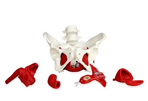 Image of B10216 Female Pelvis Model with Organs, Life Size