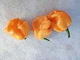 bhut jolokia red shu 10 SEMI -PRODUZIONE 2018 SEMI PEPERONCINO-BHUT JOLOKIA COPENAGHEN-BOC-+ GUIDA ALLA COLTIVAZIONE