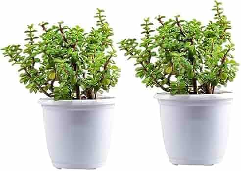 Kubera Jade Plant, Live Indoor Money Plant for Positive Energy and Prosperity, 18 cm Height, Red Pot (red and white)-image-19