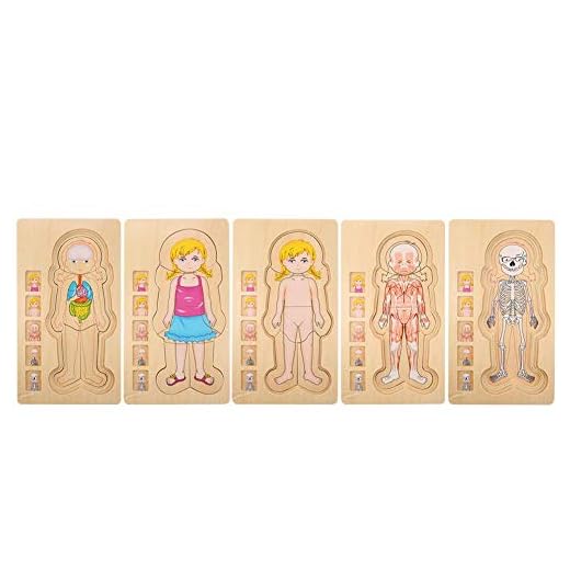 Zerodis Estructura del Cuerpo Humano Juguete de Rompecabezas, Ladrillo de Madera Educativo temprano No tóxico Ambientalmente amigable Juguete de ladrillo para bebés(Girl)