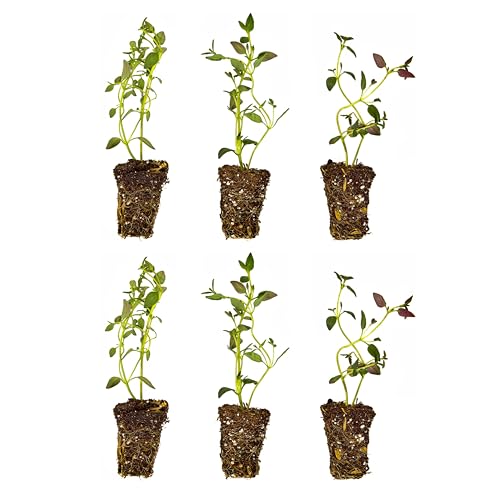 Bonnie Plants Thyme Plugs, Live Plants, Ideal for Containers, Raised Beds, and In-Ground Gardens, Fragrant Herb for Cooking, 3 Cubic in., 6-Pack