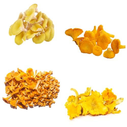 rebozuelos usted mismo, semillas, hongos de variedades de antiguas, hongos de hongos, 100pcs
