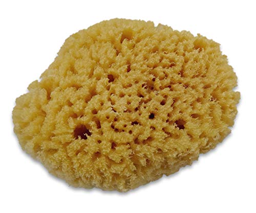 Constantia Pets Hermit Crab Real Sea Sponges - 5 Pack Unbleached, Provides Nutrients, Safer Drinking and Helps Maintain… - Image 5