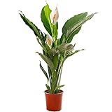 Qual è la stanza migliore per il mio Spath? - La struttura eretta dello Spathiphyllum e il suo amore per la luce indiretta e l'umidità lo rendono la pianta ideale per il tuo bagno, ufficio, soggiorno o ovunque sia al riparo da correnti d'aria o luce solare diretta.