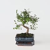 Plant in a Box