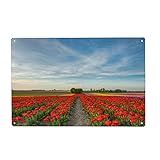 artboxONE Metall-Poster 20x30 cm Natur Tulpenfeld im Rhein-Kreis Neuss von Künstler Michael Valjak