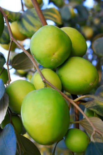 10 JUJUBE CHINESE DATE ZIZIPHUS JUJUBE TREE SEED NATIVE THAI FRUIT EDIBLE FRESH