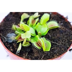 Dionaea Muscipula Venus Fly Trap | Ø9 cm