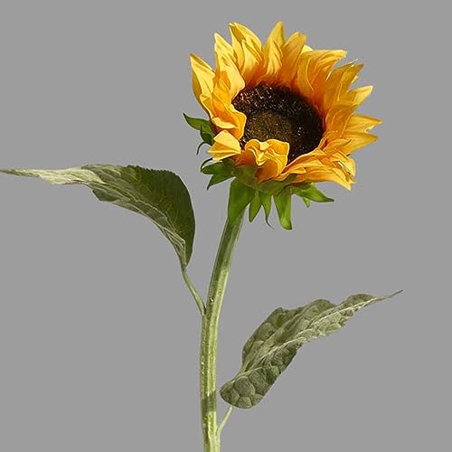  Ђ܂ tFCNt[ A 3{ CG[ A[eBtBVt[ X^CbV CeA k  { 蕨 v[g ̓ Ȃ JXj 