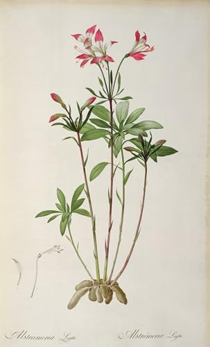 Affiches et impressions Alstraemeria Ligtu pour créer un salon élégant
