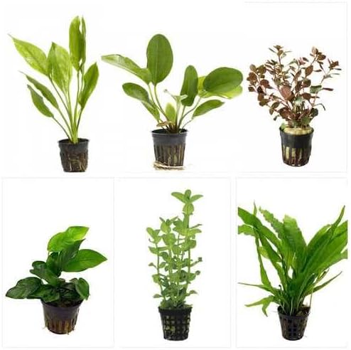 Potted Live Aquarium Plants Bundle 6 Pack, Freshwater Variety Assorted Rooted Plants for Aquascaping