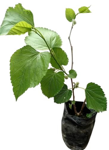 Image of Sahtut Plant Pack of 1 Live Outdoor Fruit Plant, Healthy Mulberry Plant for Home & Garden Fast Growing and Easy to Grow & Maintain Ideal for Backyard, Terrace, Balcony & Farm