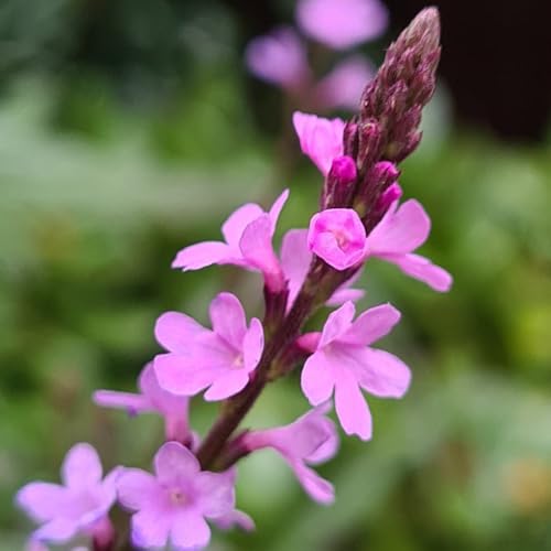 Verbena 'Lavender Lace' - Delicate Lavender Blooms with Long-Lasting Color | Ideal for Borders & Containers | 1X or 3X 9cm Pots by Thompson and Morgan