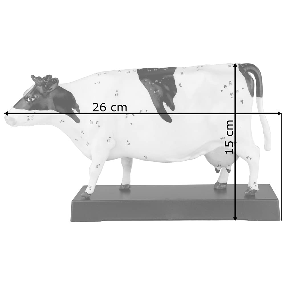 Acupuncture Anatomie Figure TCM Modèle Acupuncture Modèle Sélection Animal Chien Boeuf Cochon Cheval Chat Muscle Modèle, Modèle Animal:Boeuf