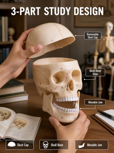 Image of Doctor Verified 55 Number Labeled Real Human Life Size Skull Anatomy Model, 1:1 Full Size Anatomical Correct Realistic Skull Model for Studying, Medical Students