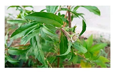 Stk - 60x Eclipta prostrata Gänseblümchen Garten Pflanzen - Samen ID97 - Seeds & Plants Shop by Ipsa