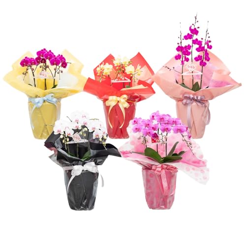 [4回定期便]ミディ胡蝶蘭 3本立ち 株式会社 なかがわ