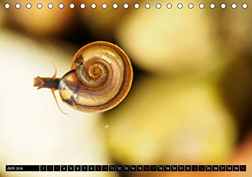 Großstadt-Oase Gartenteich (Tischkalender 2018 DIN A5 quer): Die Stille trügt (Monatskalender, 14 Seiten ) (CALVENDO Tiere) [Kalender] [Apr 14, 2017] Wibke Hildebrandt, Anne