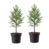 2 Large Redwood Tree Live Plants, Easy Care Redwood Sapling, Hardy, Exotic Foliage, Fast-Growing Evergreen Tree for Outdoor Spaces