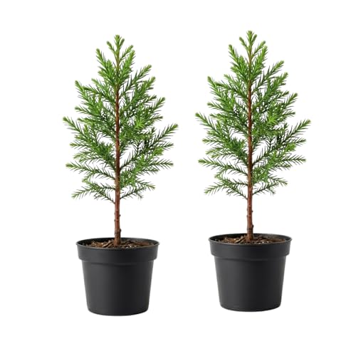 2 Large Redwood Tree Live Plants Easy Care Redwood Sapling Hardy Exotic Foliage Fast-Growing Evergreen Tree for Outdoor Spaces