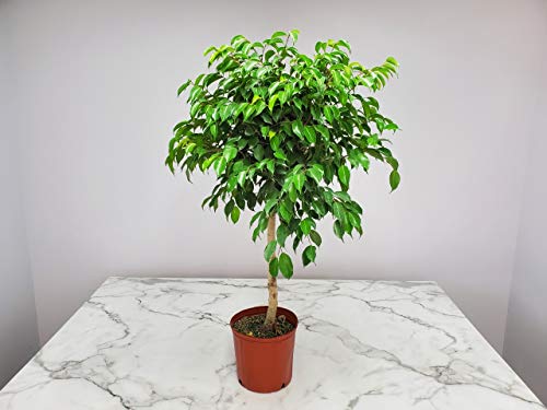 Ficus Tree Wintergreen Plant - Tropical Plants Of Florida - Overall Height 38" To 44" - 3 Gallon Pot (Plant Only) #TOP1