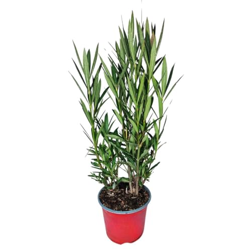 I GIARDINI DI GIULIA - Nerium Oleander Ø18 H.65 | Pianta Sempreverde con Fiori Colore Bianco| Ideale per Giardini, Terrazzi e Siepi | Resistente e Facile da Coltivare (Fiori rossi)