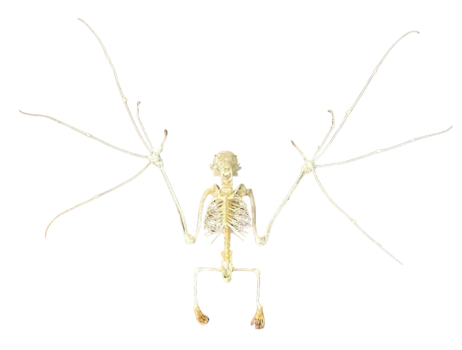 Taxidermy Skeleton Bat Open Wing - Real Preserved Bat - Science Specimen - Oddities - Gothic - Macroglossus Minimus