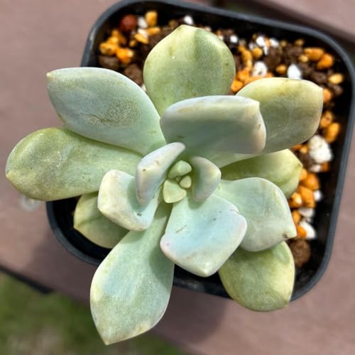 観葉植物 月下美人」の人気商品一覧 | 安い商品を通販サイトから探す
