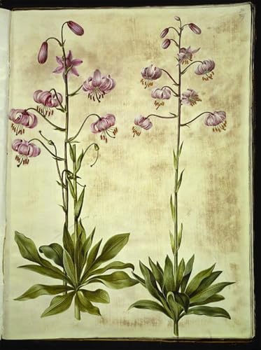 Tableau sur toile Lilium Martagon pour créer un salon élégant et fleuri