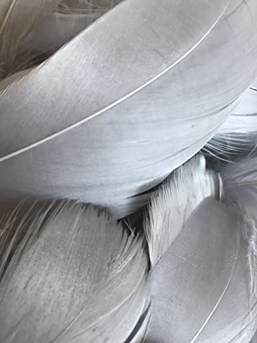 Plumas gris pizarra, paquete de 100