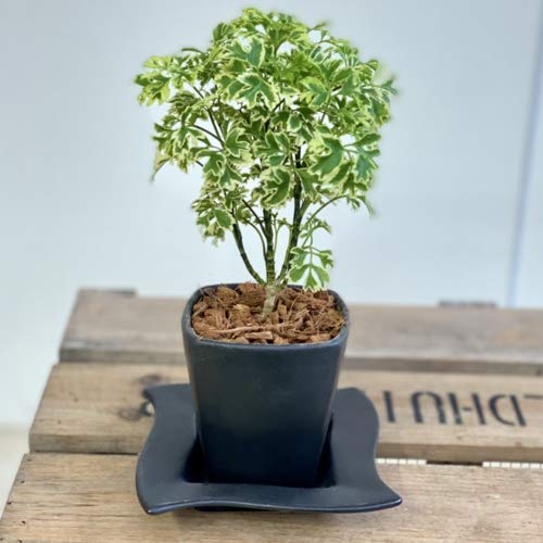 観葉植物 ポリシャス 鉢」の人気商品一覧 | 安い商品を通販サイトから