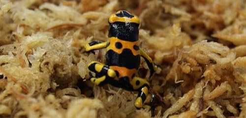 Premium New Zealand Sphagnum Moss, 500g (40L When Hydrated) Premier AAA Grade (150mm, 6" Strands) - Harvested in New Zealand's South Island, Dried and Long for Potted Plants, Orchids, Reptiles